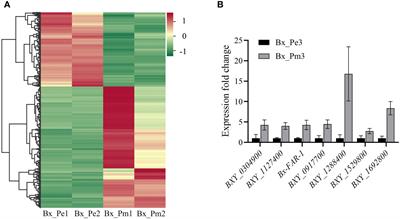 A Bursaphelenchus xylophilus effector BxICD1 inducing plant cell death, concurrently contributes to nematode virulence and migration